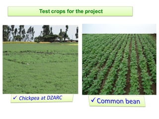 EIAR progress report on N2Africa bridging year in Ethiopia (2013)