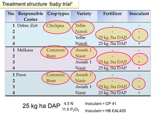 EIAR progress report on N2Africa bridging year in Ethiopia (2013)