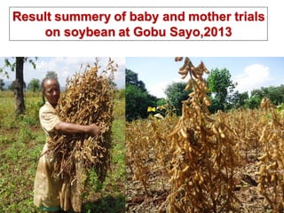 OARI progress report on N2Africa bridging year in Ethiopia (2013) 