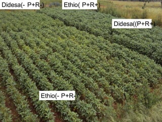 OARI progress report on N2Africa bridging year in Ethiopia (2013) 