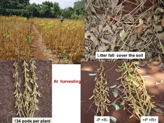 OARI progress report on N2Africa bridging year in Ethiopia (2013) 