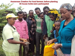 OARI progress report on N2Africa bridging year in Ethiopia (2013) 