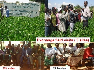 OARI progress report on N2Africa bridging year in Ethiopia (2013) 