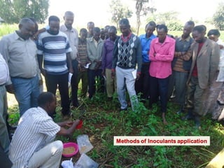 OARI progress report on N2Africa bridging year in Ethiopia (2013) 