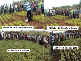 OARI progress report on N2Africa bridging year in Ethiopia (2013) 