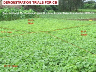 OARI progress report on N2Africa bridging year in Ethiopia (2013) 