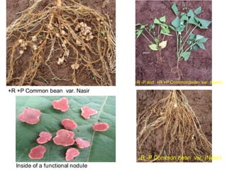 OARI progress report on N2Africa bridging year in Ethiopia (2013) 