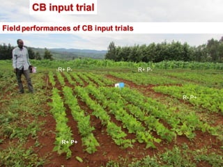 OARI progress report on N2Africa bridging year in Ethiopia (2013) 