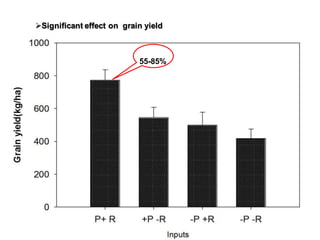 OARI progress report on N2Africa bridging year in Ethiopia (2013) 