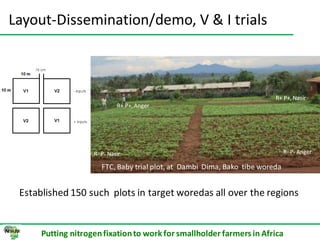 ILRI progress report on N2Africa bridging year in Ethiopia (2013)
