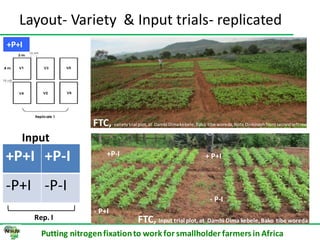 ILRI progress report on N2Africa bridging year in Ethiopia (2013)