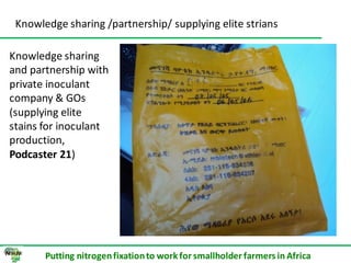 ILRI progress report on N2Africa bridging year in Ethiopia (2013)