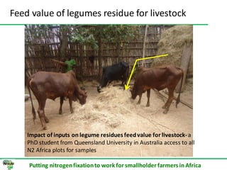 ILRI progress report on N2Africa bridging year in Ethiopia (2013)