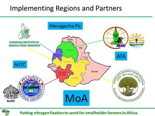 ILRI progress report on N2Africa bridging year in Ethiopia (2013)