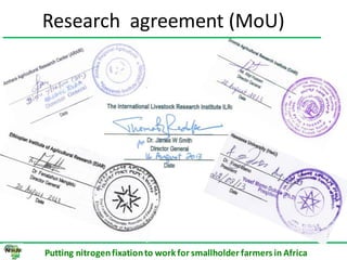 ILRI progress report on N2Africa bridging year in Ethiopia (2013)