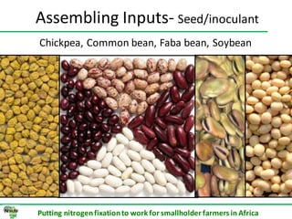 ILRI progress report on N2Africa bridging year in Ethiopia (2013)