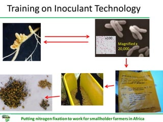 ILRI progress report on N2Africa bridging year in Ethiopia (2013)