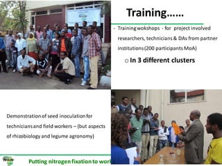 ILRI progress report on N2Africa bridging year in Ethiopia (2013)