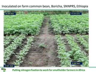 ILRI progress report on N2Africa bridging year in Ethiopia (2013)