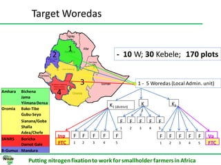 ILRI progress report on N2Africa bridging year in Ethiopia (2013)