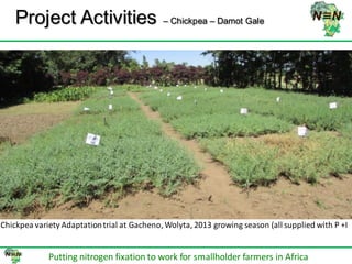 N2Africa bridging year progress in SNNPRS, Ethiopia (2013) 