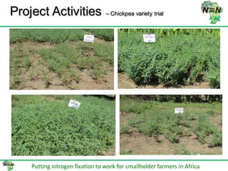 N2Africa bridging year progress in SNNPRS, Ethiopia (2013) 