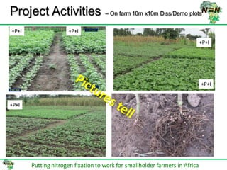 N2Africa bridging year progress in SNNPRS, Ethiopia (2013) 