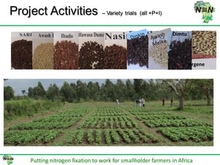 N2Africa bridging year progress in SNNPRS, Ethiopia (2013) 