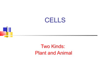 CELLS
Two Kinds:
Plant and Animal
 