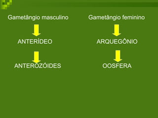 Gametângio masculino   Gametângio feminino  ANTERÍDEO    ARQUEGÔNIO ANTEROZÓIDES  OOSFERA 