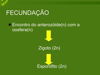 FECUNDAÇÃO Encontro do anterozóide(n) com a oosfera(n)  Zigoto (2n)   Esporófito (2n) 