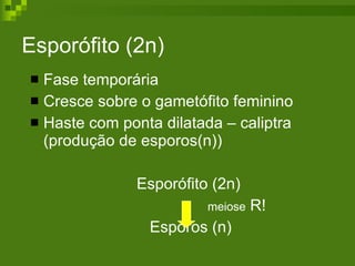 Esporófito (2n) Fase temporária Cresce sobre o gametófito feminino Haste com ponta dilatada – caliptra (produção de esporos(n))  Esporófito (2n) meiose  R!   Esporos (n) 