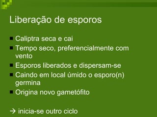 Liberação de esporos  Caliptra seca e cai  Tempo seco, preferencialmente com vento Esporos liberados e dispersam-se Caindo em local úmido o esporo(n) germina Origina novo gametófito   inicia-se outro ciclo 