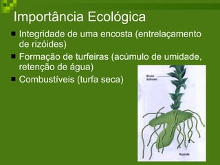 Importância Ecológica  Integridade de uma encosta (entrelaçamento de rizóides) Formação de turfeiras (acúmulo de umidade, retenção de água) Combustíveis (turfa seca) 