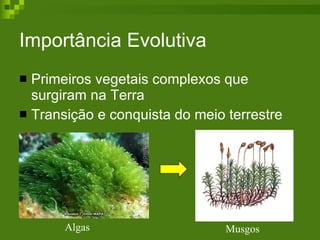 Importância Evolutiva Primeiros vegetais complexos que surgiram na Terra Transição e conquista do meio terrestre Algas  Musgos  
