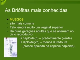 As Briófitas mais conhecidas MUSGOS são mais comuns Talo lembra muito um vegetal superior Há duas gerações adultas que se alternam no ciclo reprodutivo:    haplóide(n) – predominante (verde)       diplóide(2n) – menos duradoura    (cresce apoiada na espécie haplóide) 