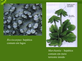 Ricciocarpus-  hepática comum em lagos Marchantia –  hepática comum em meio terrestre úmido  