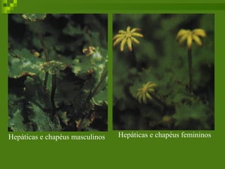 Hepáticas e chapéus masculinos Hepáticas e chapéus femininos 