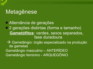 Metagênese  Alternância de gerações 2 gerações distintas (forma e tamanho) Gametófitos : verdes, sexos separados, fase duradoura    Gametângio: órgão especializado na produção de gametas Gametângio masculino – ANTERÍDEO Gametângio feminino - ARQUEGÔNIO 
