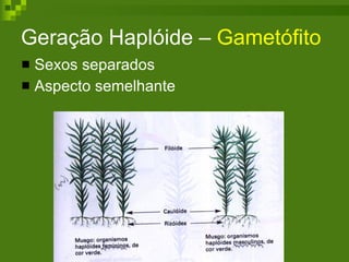 Geração Haplóide –  Gametófito   Sexos separados  Aspecto semelhante 