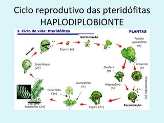 Ciclo reprodutivo das pteridófitas
       HAPLODIPLOBIONTE
 
