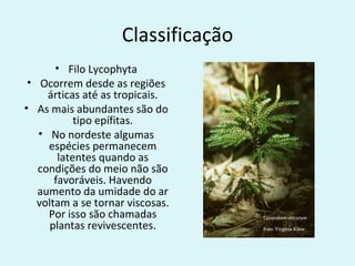 Classificação
       • Filo Lycophyta
 • Ocorrem desde as regiões
     árticas até as tropicais.
• As mais abundantes são do
            tipo epífitas.
   • No nordeste algumas
     espécies permanecem
        latentes quando as
   condições do meio não são
       favoráveis. Havendo
   aumento da umidade do ar
   voltam a se tornar viscosas.
     Por isso são chamadas
      plantas revivescentes.
 
