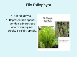 Filo Psilophyta

    • Filo Psilophyta
• Representado apenas
   por dois gêneros que
     ocorre em regiões
 tropicais e subtropicais.
 