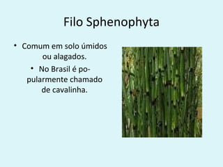 Filo Sphenophyta
• Comum em solo úmidos
       ou alagados.
    • No Brasil é po-
   pularmente chamado
       de cavalinha.
 
