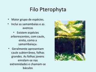 Filo Pterophyta
• Maior grupo de espécies.
• Inclui as samambaias e as
            avencas
     • Existem espécies
   arborescentes, com caule,
         ereto, como a
        samambaiaçu.
 • Geralmente apresentam
   caule subterrâneo, folhas
   grandes. As folhas jovens
        enrolam-se nas
  extremidades e chamam-se
            báculos
 
