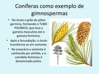 Coníferas como exemplo de
           gimnospermas
 • No óvulo o grão de pólen
  germina, formando o TUBO
     POLÍNICO, que leva o
    gameta masculino até o
       gameta feminino.
• Após a fecundação, o óvulo
  transforma-se em semente.
 • Na araucária a semente é
   conhecida por pinhão, e o
      estróbilo feminino é
      denominado pinha.
 