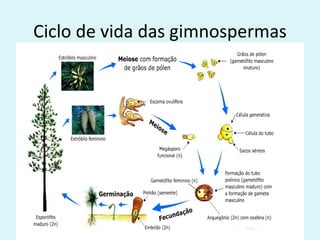 Ciclo de vida das gimnospermas
 