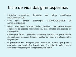 Ciclo de vida das gimnospermas
•   Estróbilos    masculinos-    formados     por    folhas   modificadas-
    MICROSPORÓFILOS.
•   Cada     folha   contém      esporângios-    ANDROSPORÂNGIOS        OU
    MICROSPORÂNGIOS.
•   Nesses esporângios existem células diplóides, que sofrem meiose
    originando os esporos masculinos (n), denominados andrósporos ou
    micrósporos.
•   Cada esporo forma o gametófito masculino, formado por quatro células,
    das quais duas merecem destaque: a célula do tubo e a célula generativa
    ou geradora.
•   O gametófito fica protegido pela parede do esporo, que passa a
    apresentar duas projeções laterais, que é o grão de pólen, que é
    eliminado do esporângio e transportado pelo vento.
 