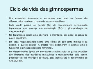 Ciclo de vida das gimnospermas
•   Nos estróbilos femininos as estruturas nas quais os óvulos são
    diferenciados recebem o nome de escamas ovulíferas.
•   Cada óvulo possui um tecido (2n) de revestimento denominado
    tegumento, que protege um esporângio (2n)- o ginosporângio ou
    megasporângio.
•   No tegumento existe uma abertura- a micrópila, por onde os grãos de
    pólen penetram.
•   Em cada megasporângio existe uma célula 2n que sofre meiose e dá
    origem a quatro células n. Destas três degeneram e apenas uma é
    funcional- o ginósporo (esporo feminino).
•   Em determinadas época do ano ocorre a polinização- os grãos de pólen
    são liberados dos estróbilos masculinos e transportados pelo vento,
    podendo cair na micrópila do óvulo. Essa polinização é denominada de
    ANEMOFILIA.
 
