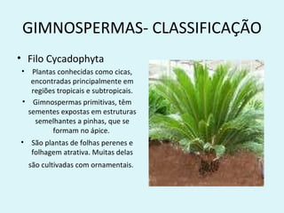 GIMNOSPERMAS- CLASSIFICAÇÃO
• Filo Cycadophyta
•  Plantas conhecidas como cicas,
   encontradas principalmente em
   regiões tropicais e subtropicais.
 • Gimnospermas primitivas, têm
  sementes expostas em estruturas
    semelhantes a pinhas, que se
         formam no ápice.
• São plantas de folhas perenes e
   folhagem atrativa. Muitas delas
    são cultivadas com ornamentais.
 